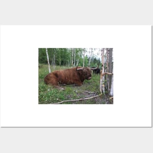 Scottish Highland Cattle Bull 1460 Posters and Art